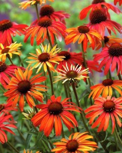 Echinacea Hot Summer ®