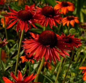 echinacea_hot_lava-4